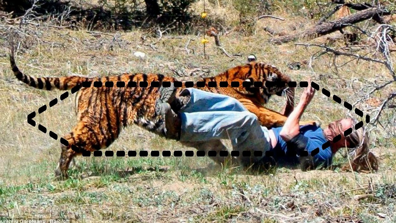Top 10 Ataques De Animales A Humanos