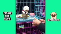 Tik Tok Pets  Funny Cute Animals #11