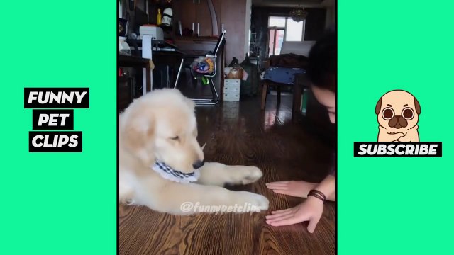 Tik Tok Pets Funny Cute Animals #12