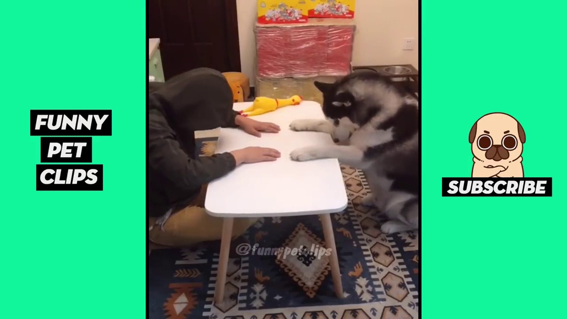 Tik Tok Pets  Funny Cute Animals #15