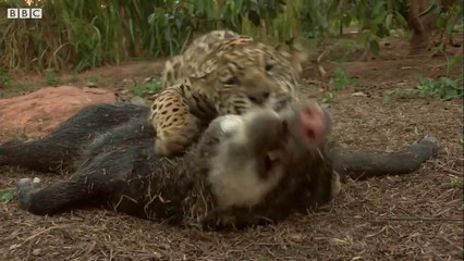 Jaguar Cubs Practice Hunting - Jaguars Born Free - BBC Earth