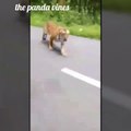 Tiger chases bike riders on roads in Wayanad wildlife sanctuary Kerala #tiger #chases #bikeriders #kerala