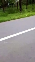 Un tigre poursuit deux personnes en moto