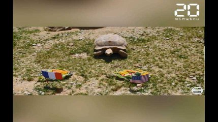 Ariane la tortue livre son pronostic pour France-USA