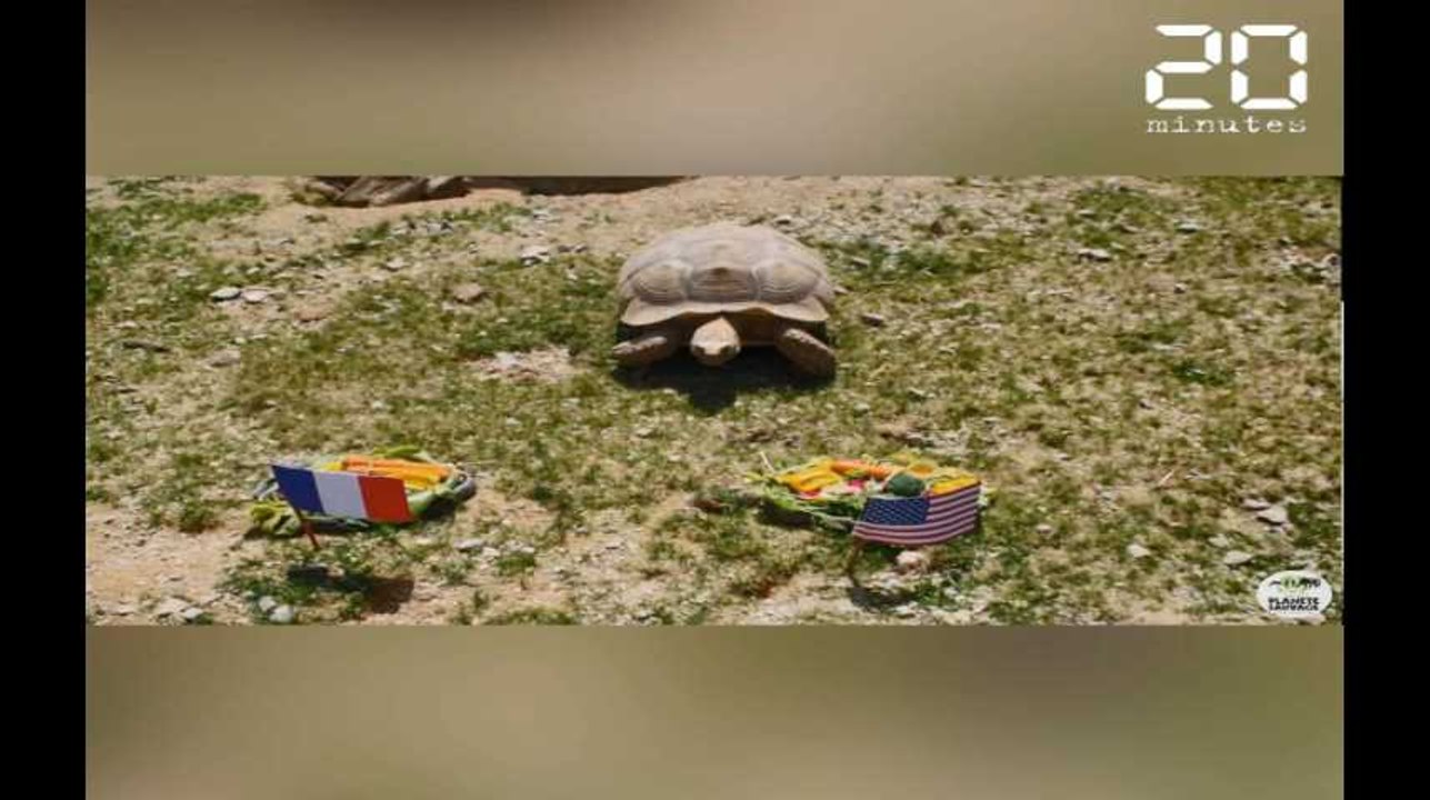 Ariane la tortue livre son pronostic pour France-USA