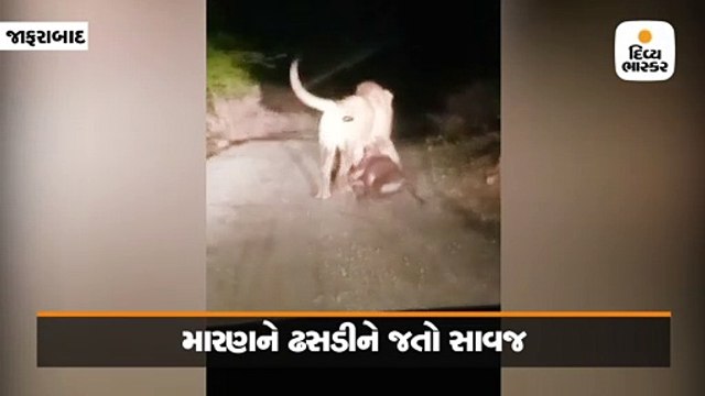 જાફરાબાદ નજીક ડાલામથ્થો સિંહ પશુનો શિકાર કરી વાડીમાં ઢસડીને લઇ ગયો, વીડિયો વાઇરલ
