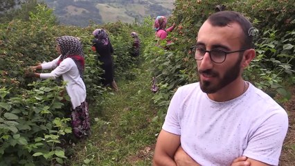 'Ahududu üretim merkezi'nde beklenti yüksek' - BURSA