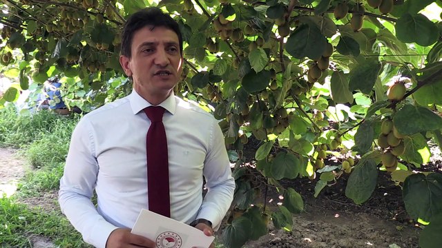 Kivide yüksek kalite ve verim için 'arılı proje' - YALOVA