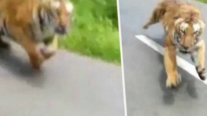 Un motard échappe de justesse à un tigre qui le pourchasse