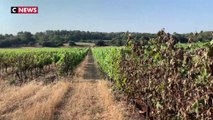 Canicule : les récoltes brûlées dans certains vignobles