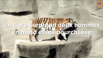 Deux hommes à moto se font pourchasser par un tigre
