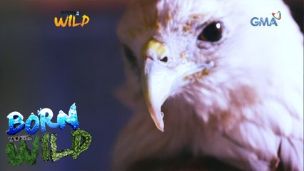 Born to Be Wild: Treating an injured brahminy kite