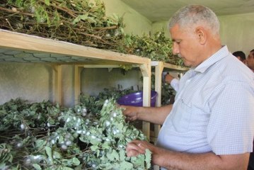 Evinin boş odasında ipekböceği yetiştirdi, 42 günde 3 bin 500 TL kazandı