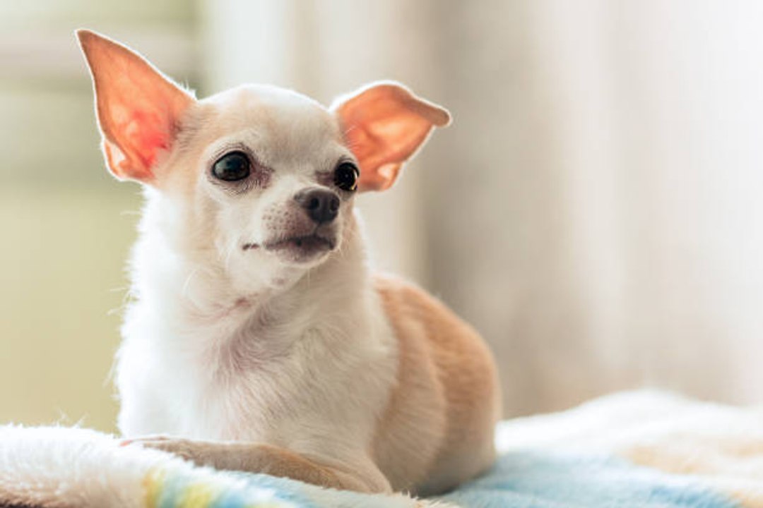 Les plus petites races de chien