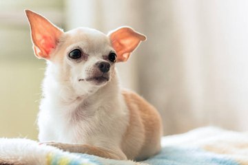 Les plus petites races de chien