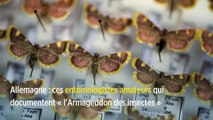 Allemagne : ces entomologistes amateurs qui documentent « l'Armageddon des insectes »