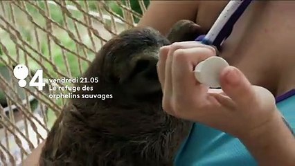 Le refuge des orphelins sauvages - Bande annonce