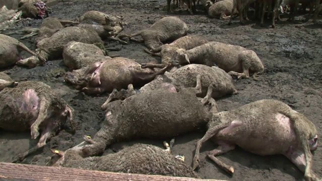 Струга, кучиња скитници убиле 50 овци