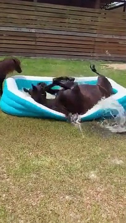 Ce cheval Kiffe la piscine !