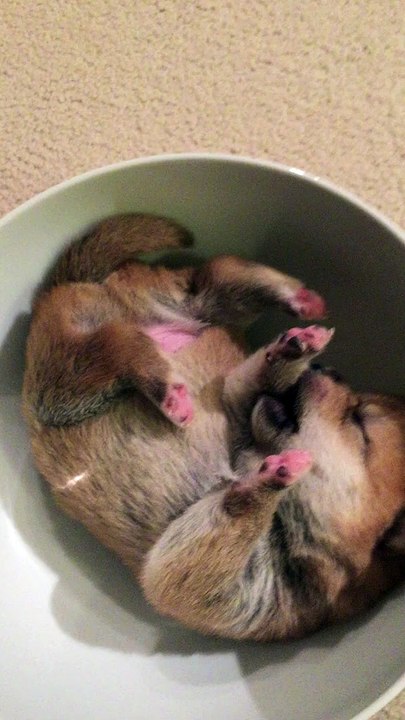 3 bébé chiens dorment... dans des bols !