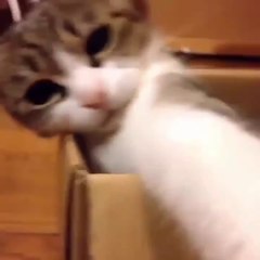 200 Most Funniest Animal Videos - Try Not To Laugh Compilation (2019)