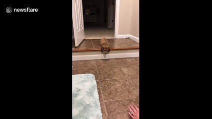 Tiny US puppy whines as she attempts to get down a step