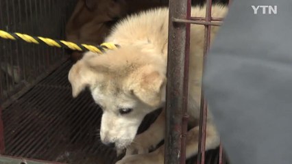 부산 '구포 개 시장' 60년 역사에 마침표 / YTN