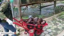 Orangutans Go To School In Borneo, Indonesia