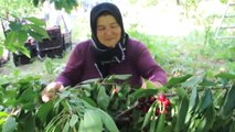 Emekli öğretmen meyve bahçesi kurdu - SİVAS