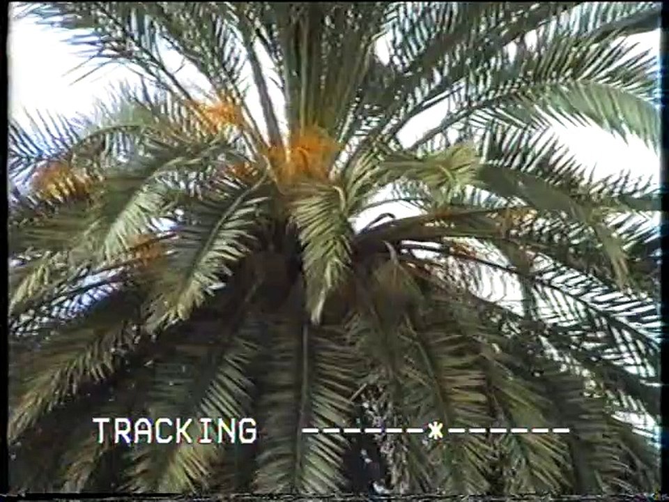 חתונתם של הורי