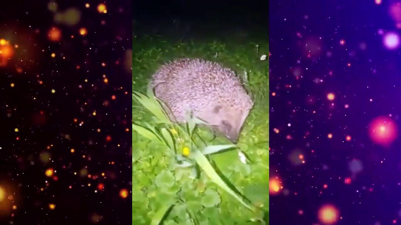 قنافد العالم