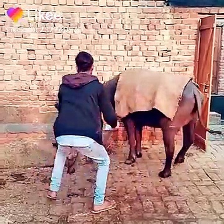 Funny boy playing with cow