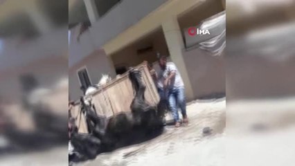 Hurda taşıyan at sıcak ve yorgunluktan bayıldı