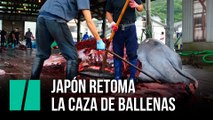 Japón retoma la caza de ballenas 30 años después