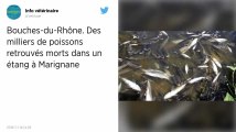 Bouches-du-Rhône. Des milliers de poissons retrouvés morts dans un étang à Marignane
