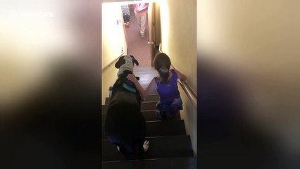 Great Dane support dog helps US child with brittle bone disease down stairs at library