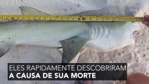 Este tubarão estava encalhado na praia e a causa de sua morte deixou todo mundo chocado