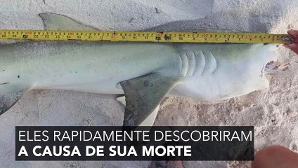 Este tubarão estava encalhado na praia e a causa de sua morte deixou todo mundo chocado