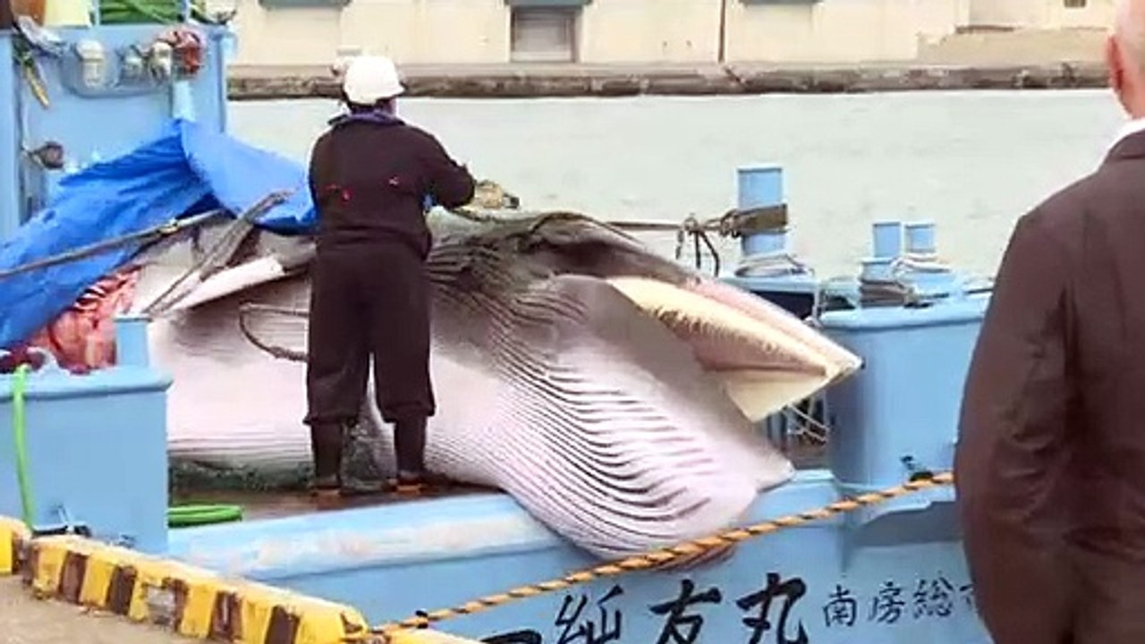 Japão retoma caça comercial de baleias após mai...