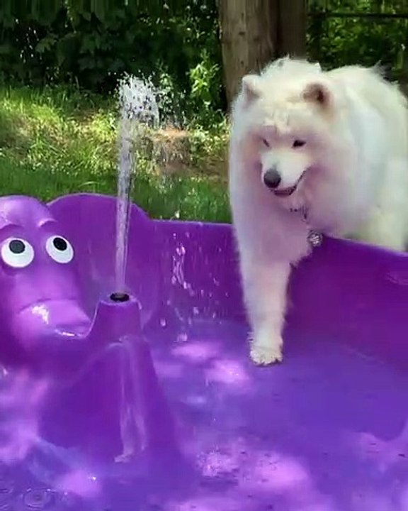 Ce splendide Samoyède va vous faire tomber amoureux de lui. Regardez comme il est mignon !