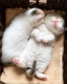 Ces chatons sont trop chou. Admirez les entrain de dormir !