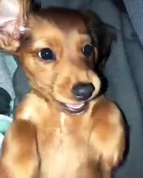 Ce chiot veut à tout prix jouer avec son maître. Regardez comment il lui fait savoir !