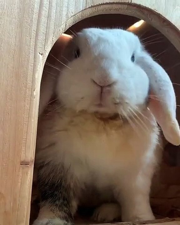 Ce lapin essaie de menacer sa maman. Trop drôle !