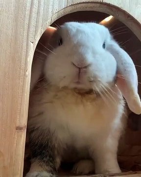 Ce lapin essaie de menacer sa maman. Trop drôle !