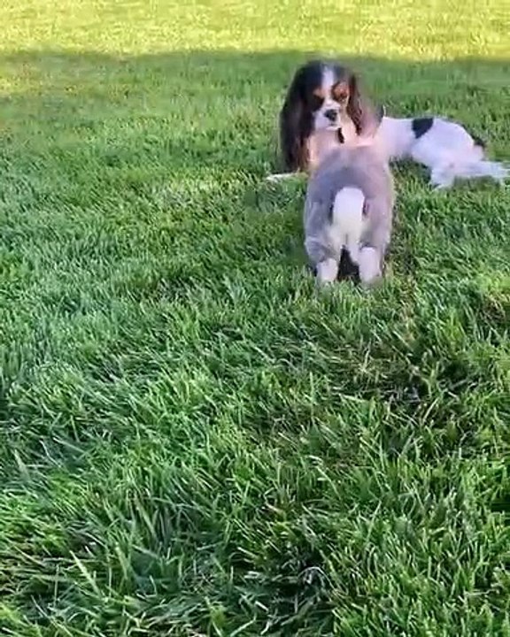 Quand un lapin et un chiot sont les meilleurs amis du monde, voici ce que ça donne. Trop mignon !