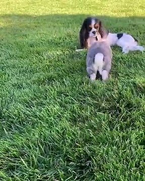 Quand un lapin et un chiot sont les meilleurs amis du monde, voici ce que ça donne. Trop mignon !