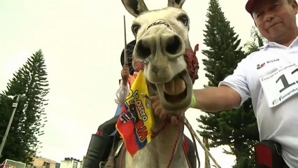 Homenaje al mejor compañero de los campesinos en Colombia