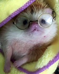 Si vous n'avez jamais vu un hérisson intello. Admirez cet adorable hérisson avec ses lunettes !