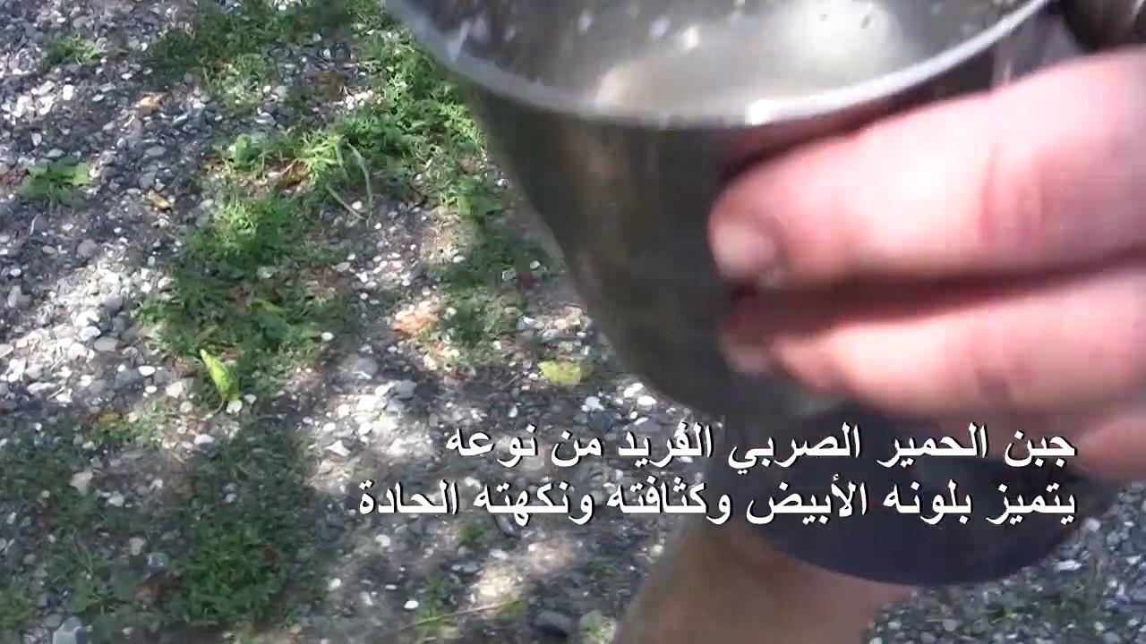 جبن الحمير في صربيا... الأغلى في العالم