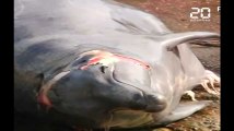 Japon: La chasse commerciale à la baleine reprend officiellement après trente ans de pause
